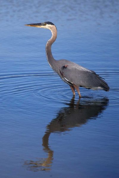 California, San Diego, Lakeside Great Blue Heron